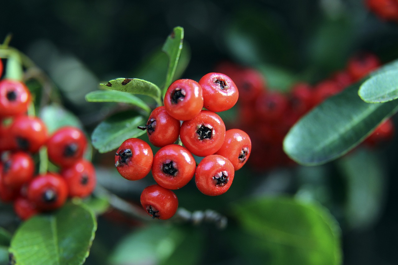 胜球差距展 胜球差距展